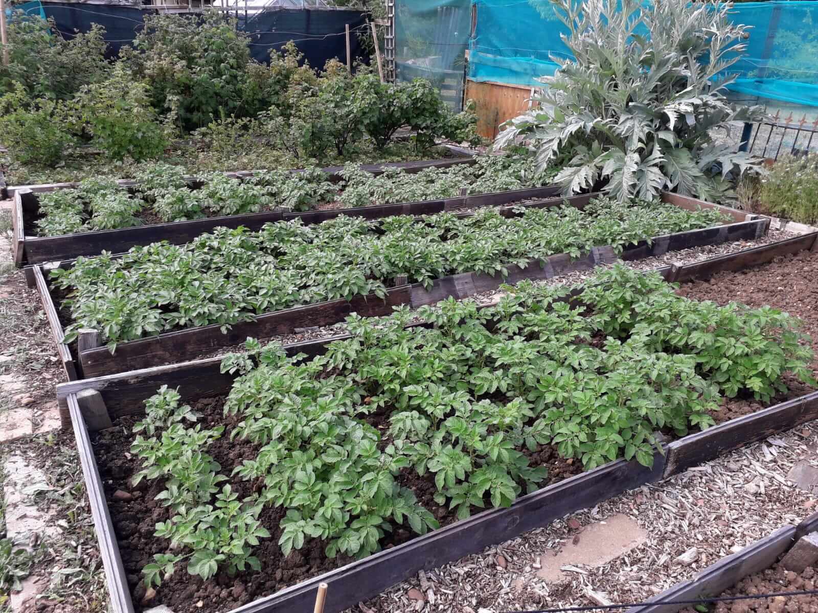 Grow Your Own - Eating and Gardening through the Seasons