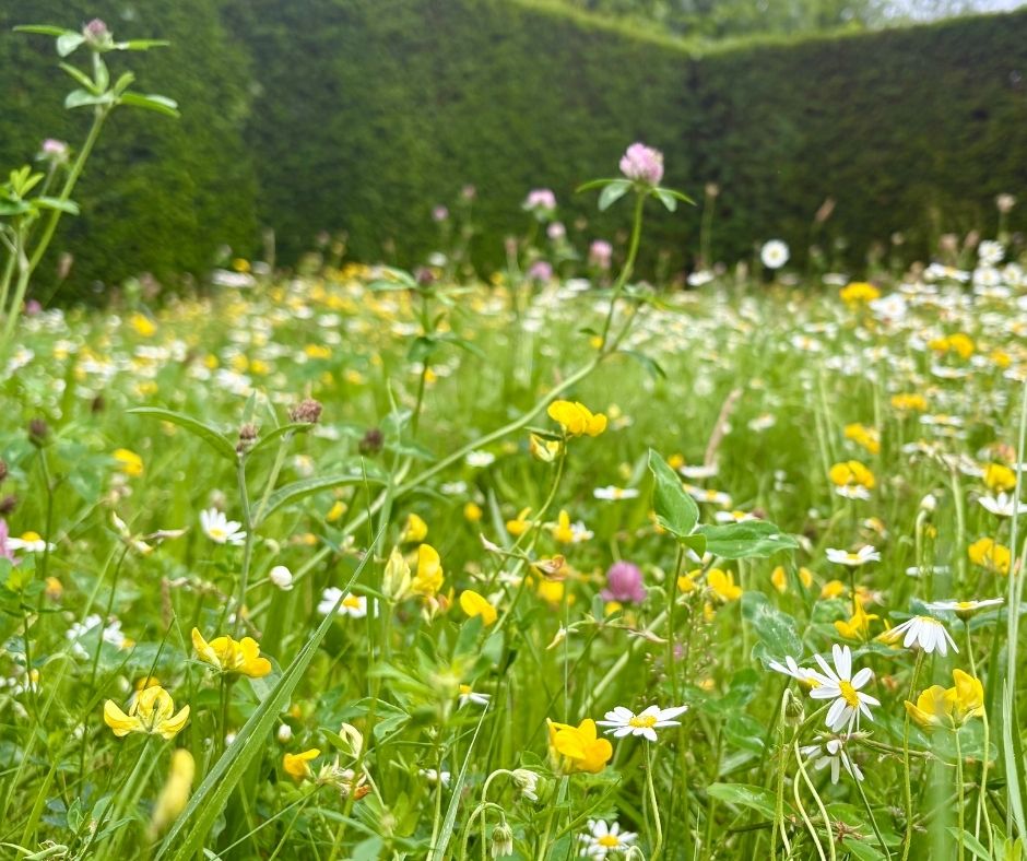 Wildflower lawn - Kent Seeds.