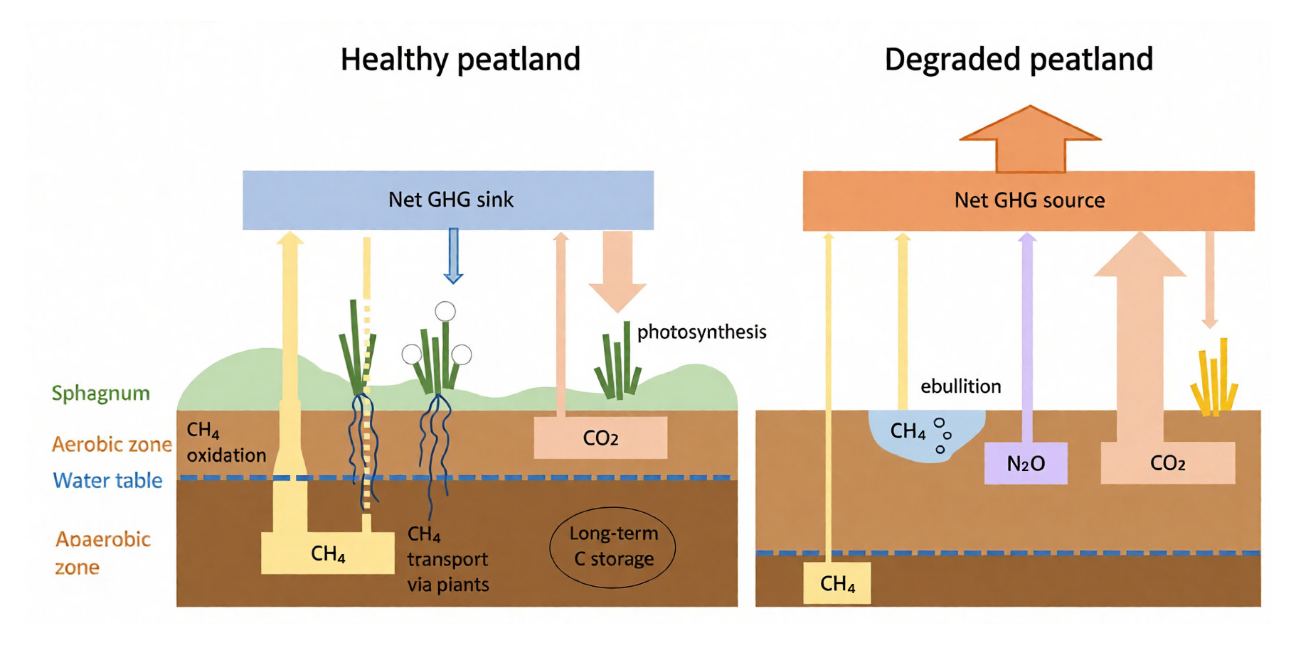 Healthy vs Degraded Peatland Image