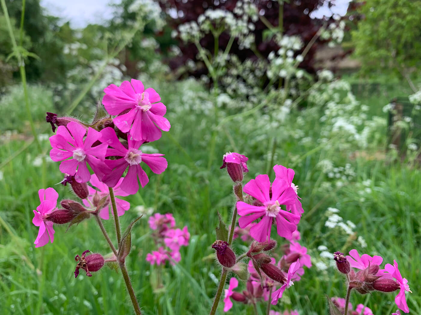 wildflowers