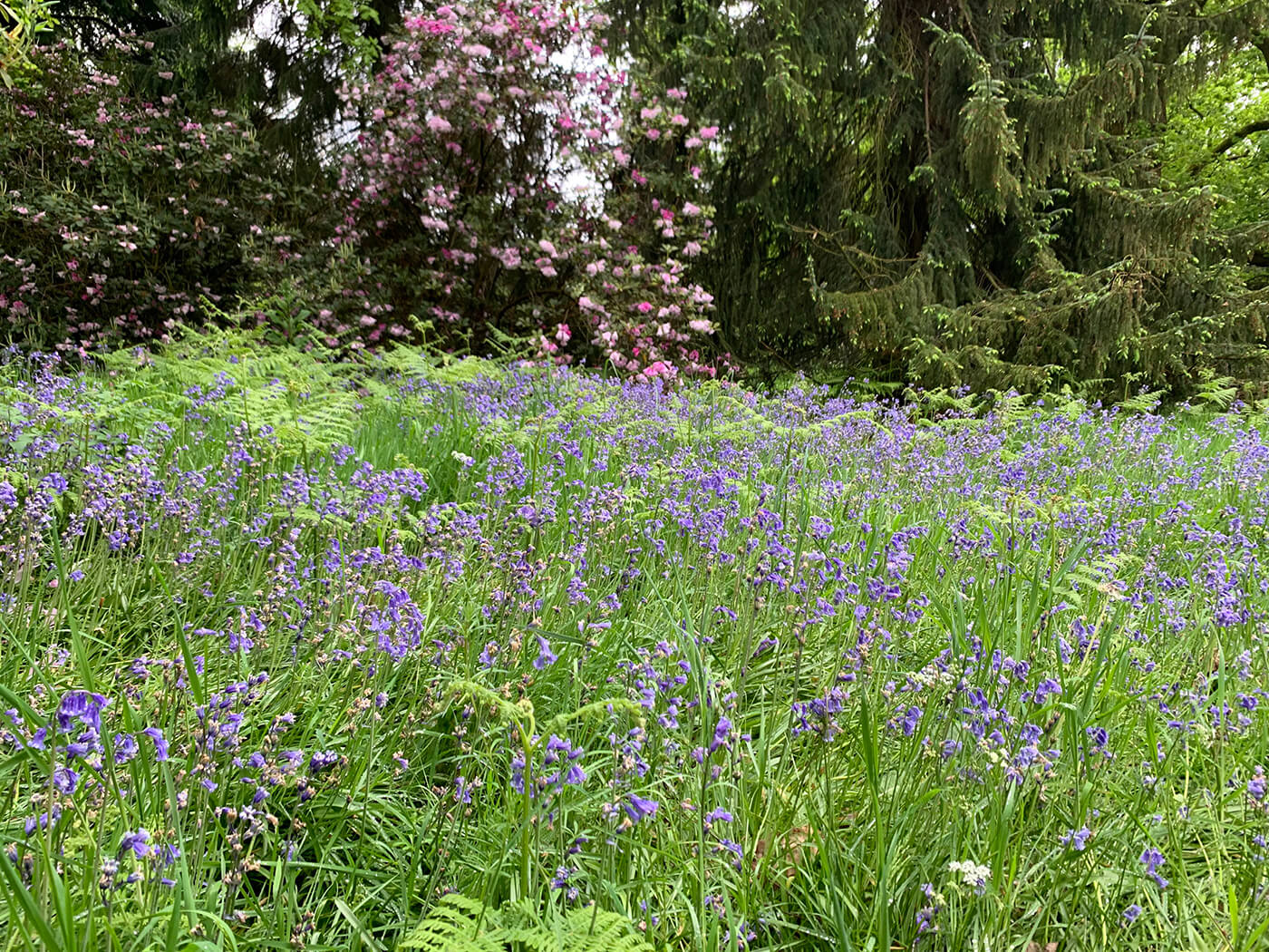 wildflowers