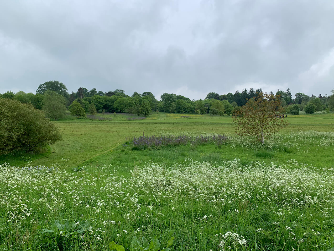 wildflowers