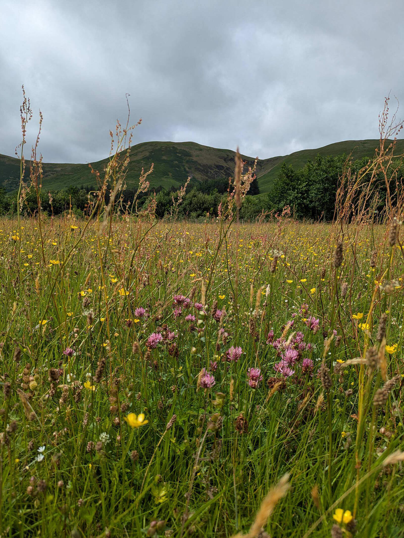 Site image
