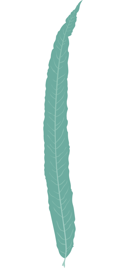 Leaf 
