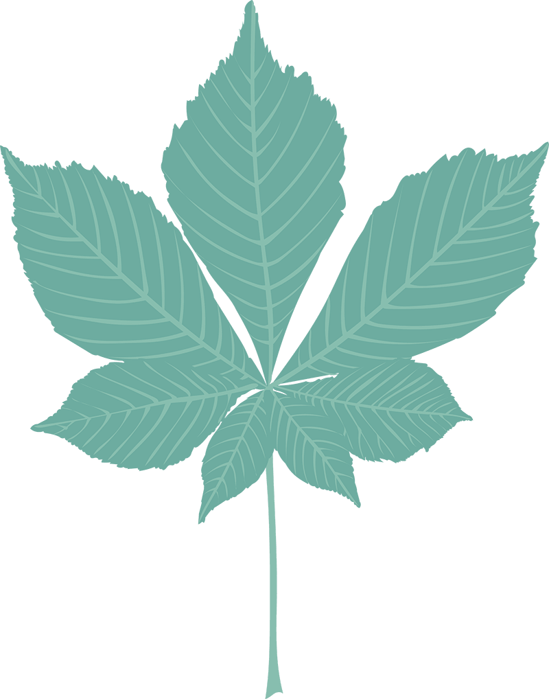 Leaf 