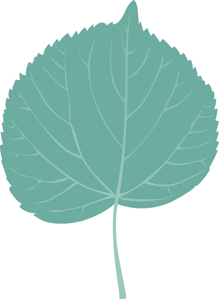Leaf 
