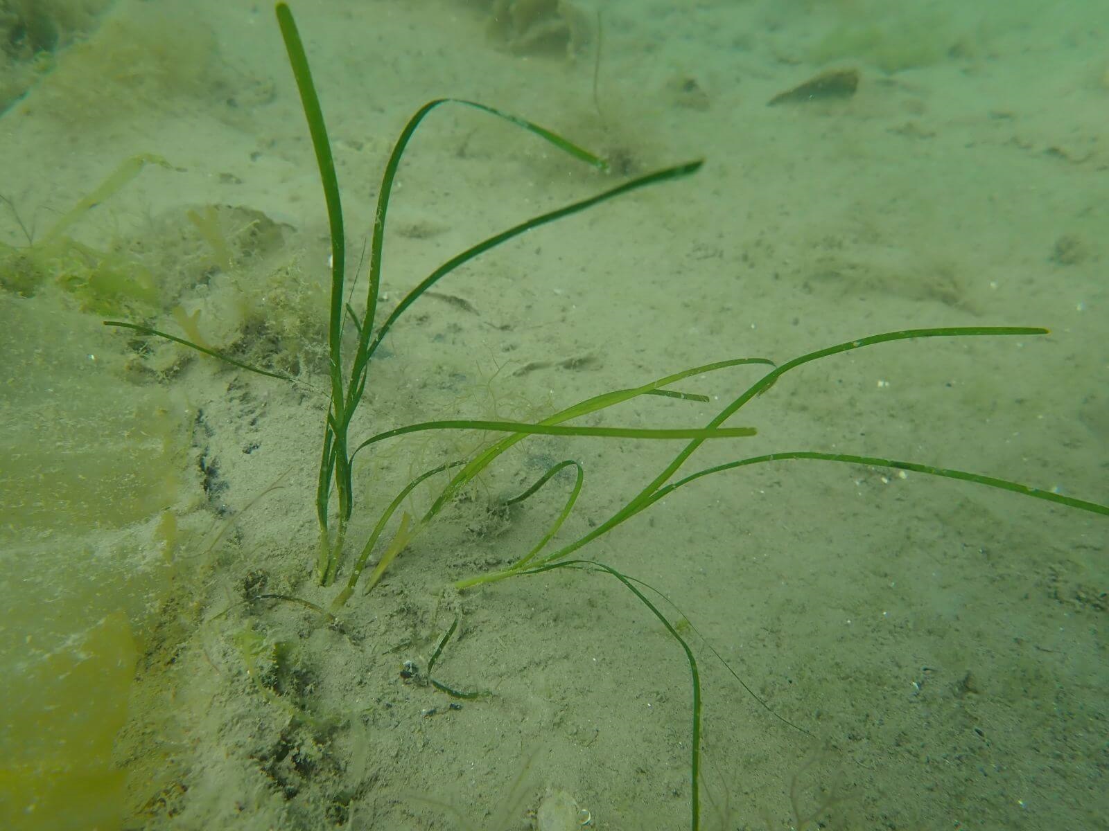 GreenTheUK restores seagrass coastlines 2