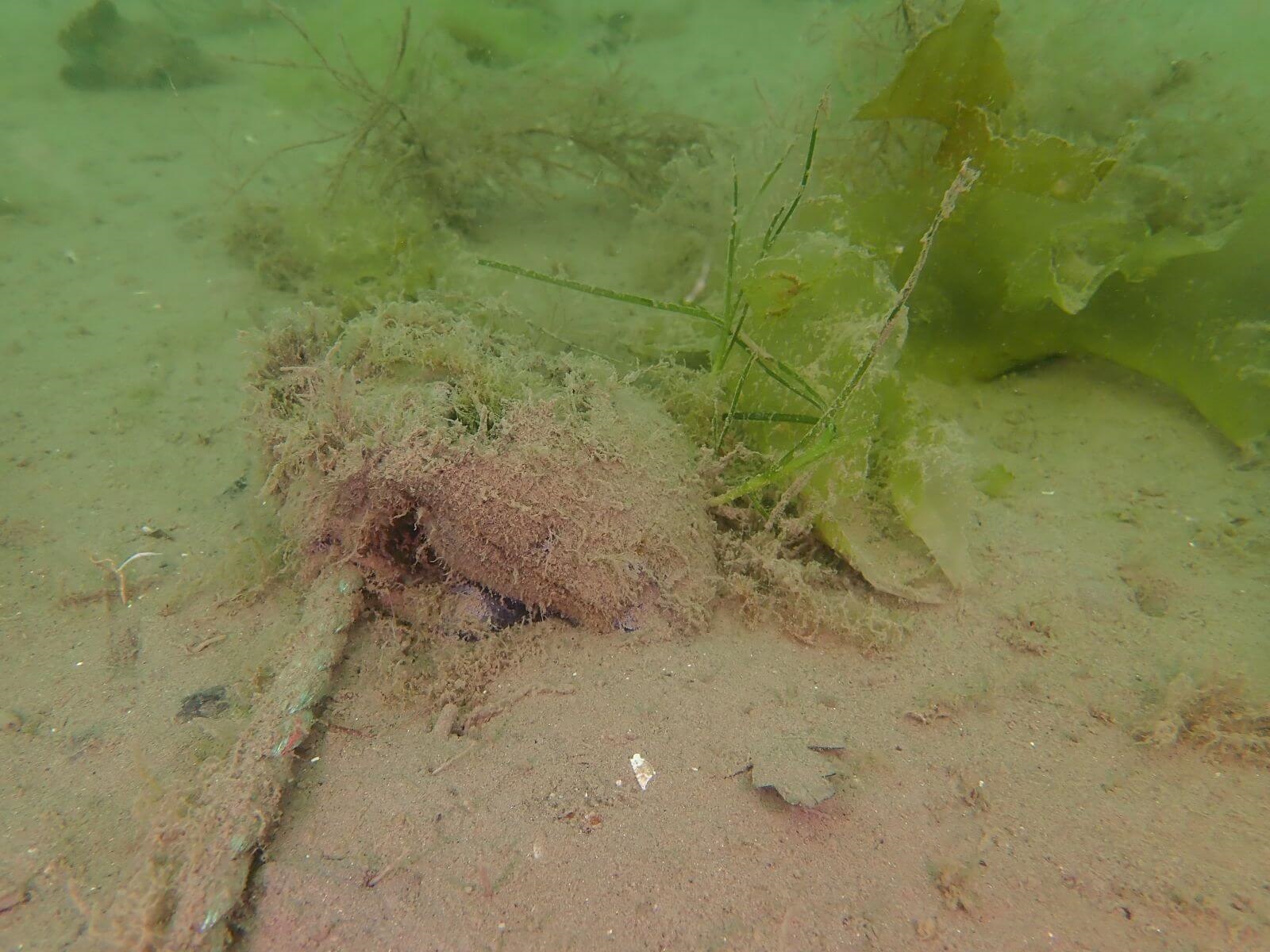 GreenTheUK restores seagrass coastlines 3