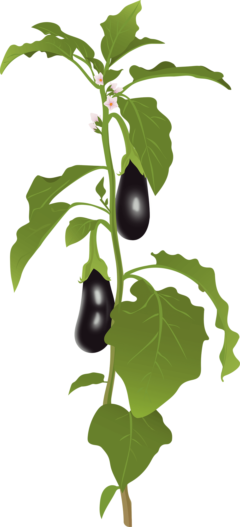Aubergine