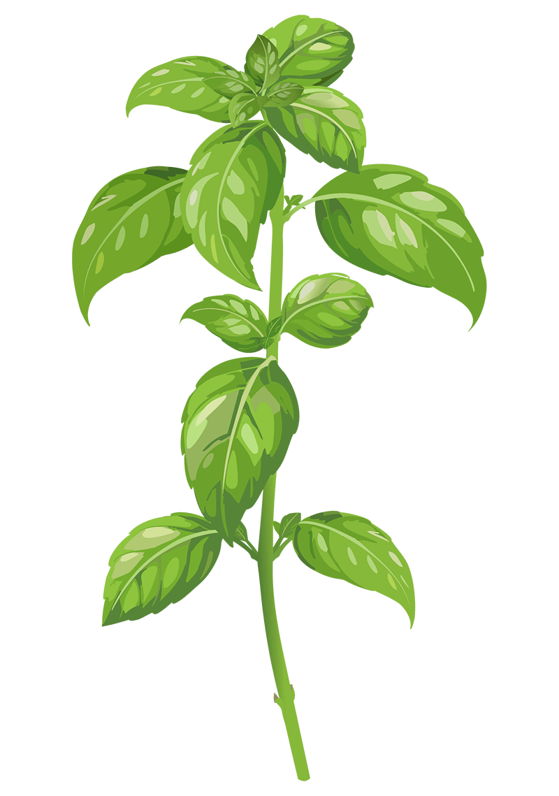 Basil