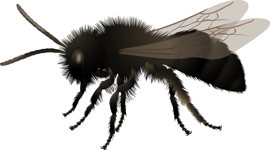 Black mining bee