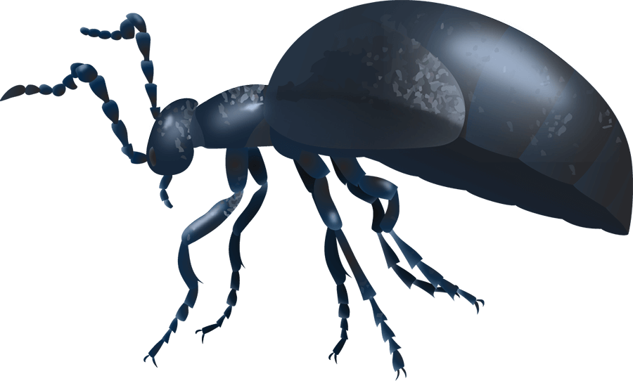 Black oil beetle