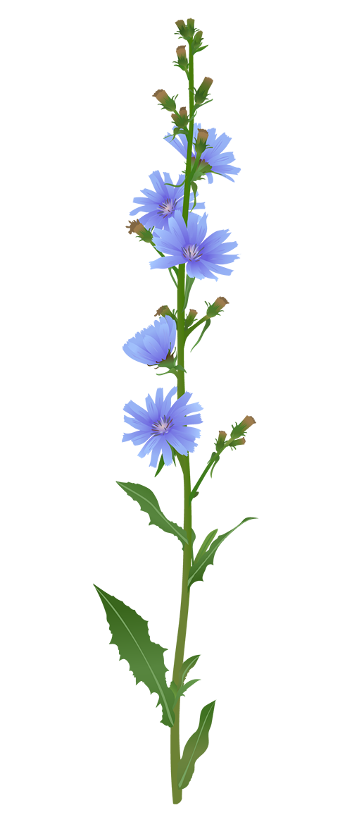 Chicory