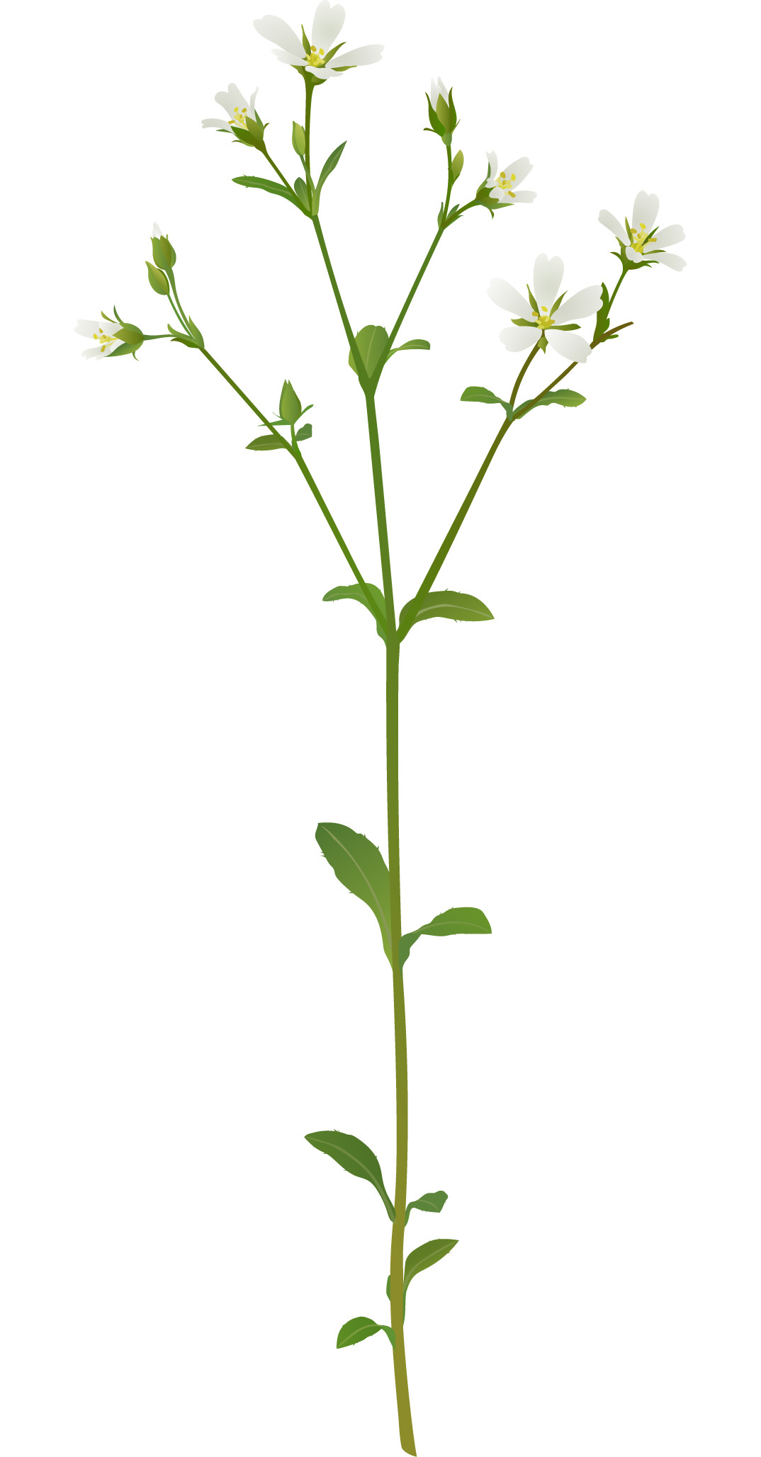 Common Mouse-Ear