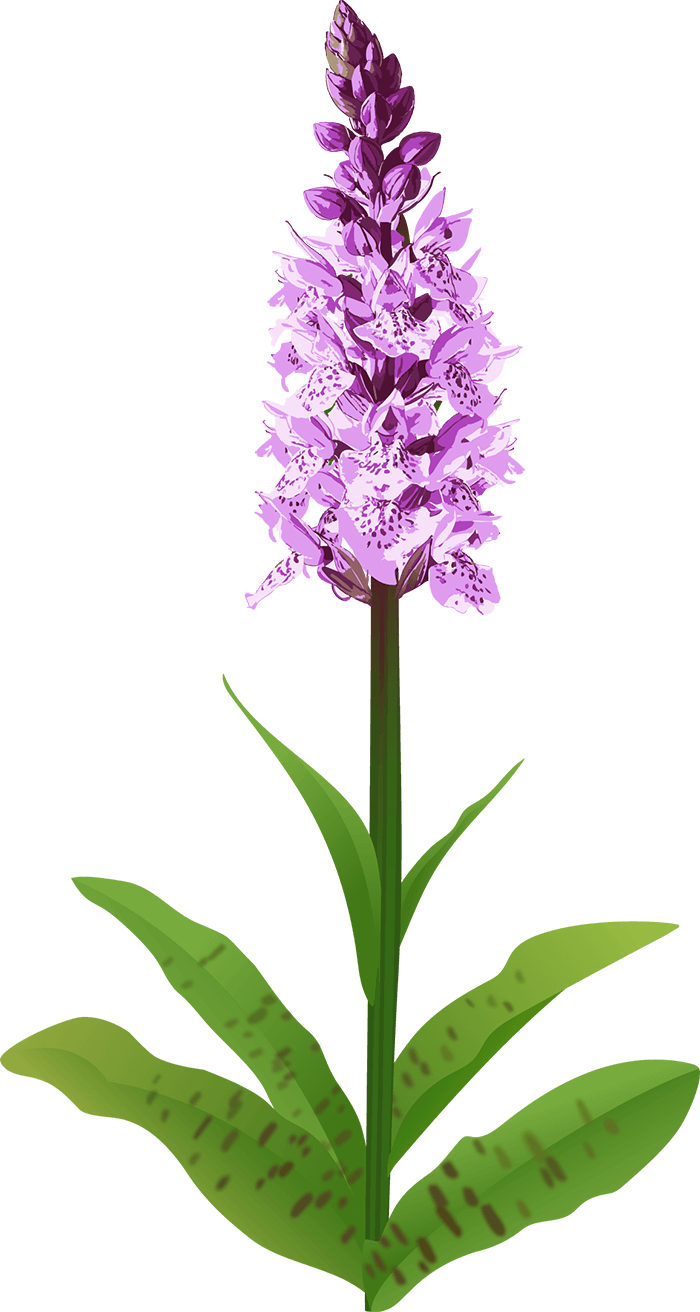 Common spotted orchid
