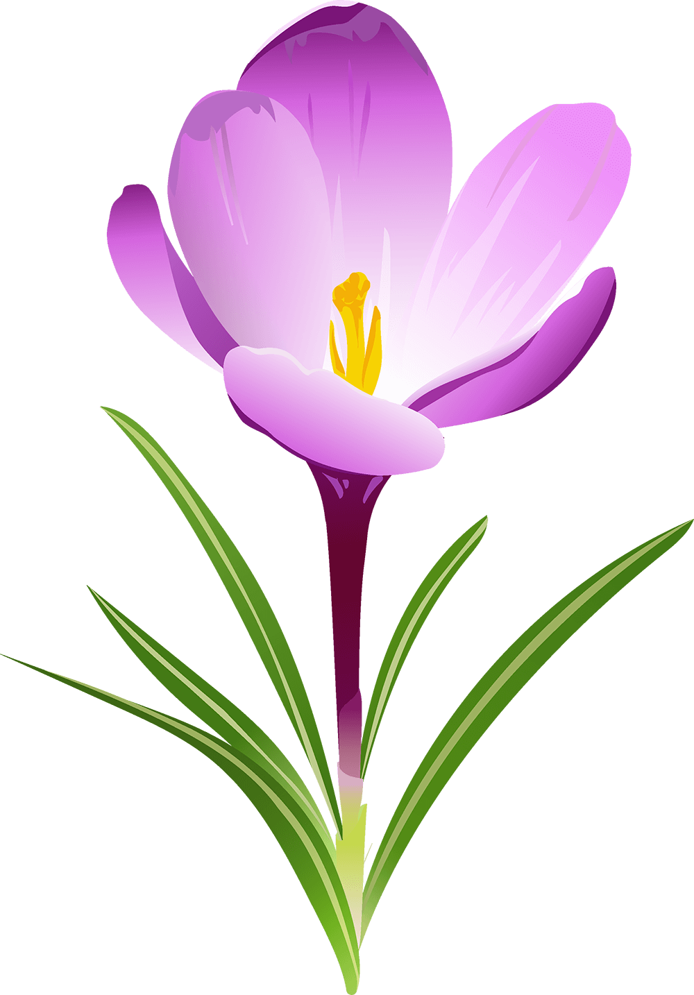 Crocus