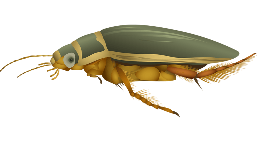 illustration
