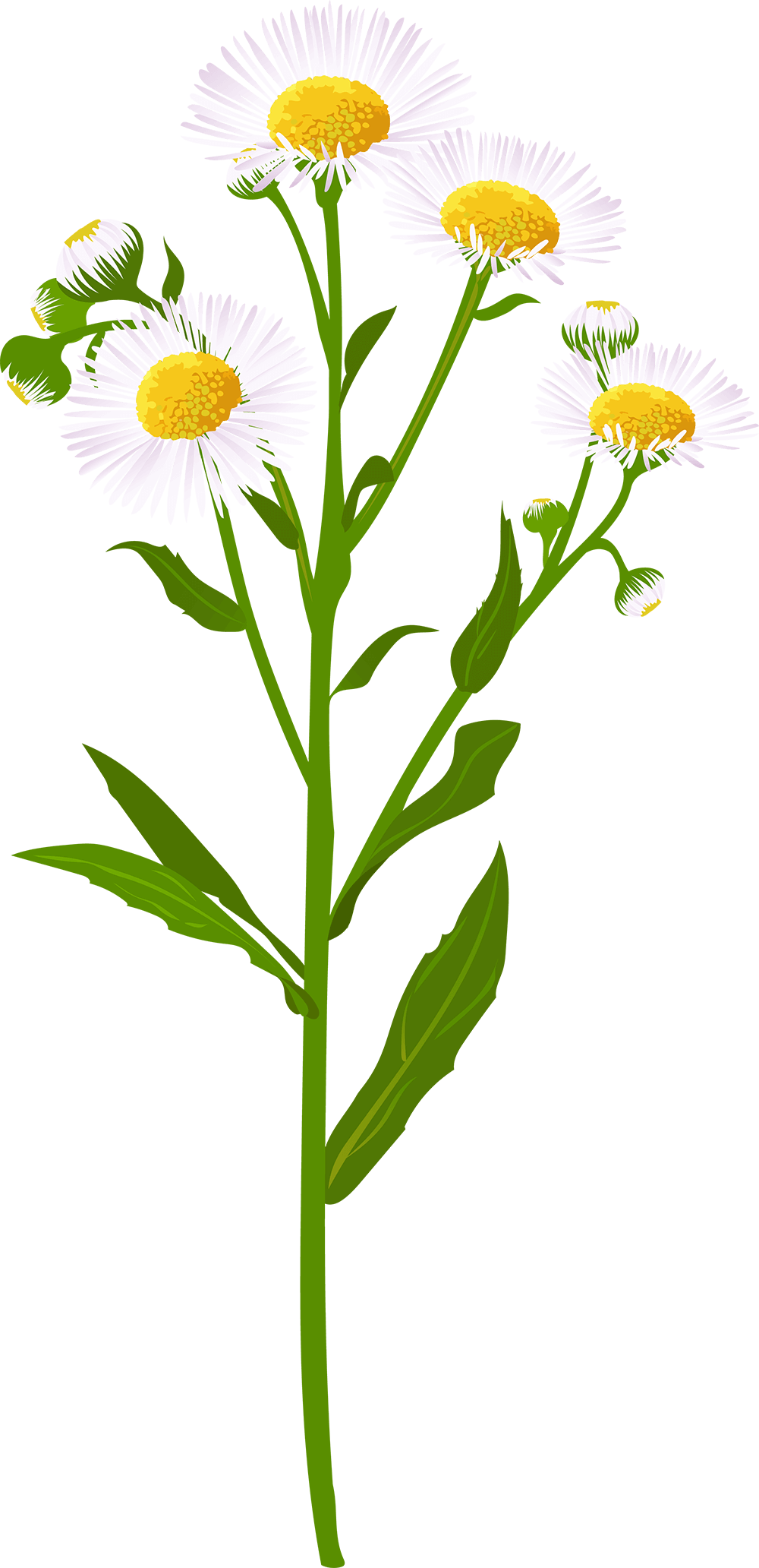 Fleabane