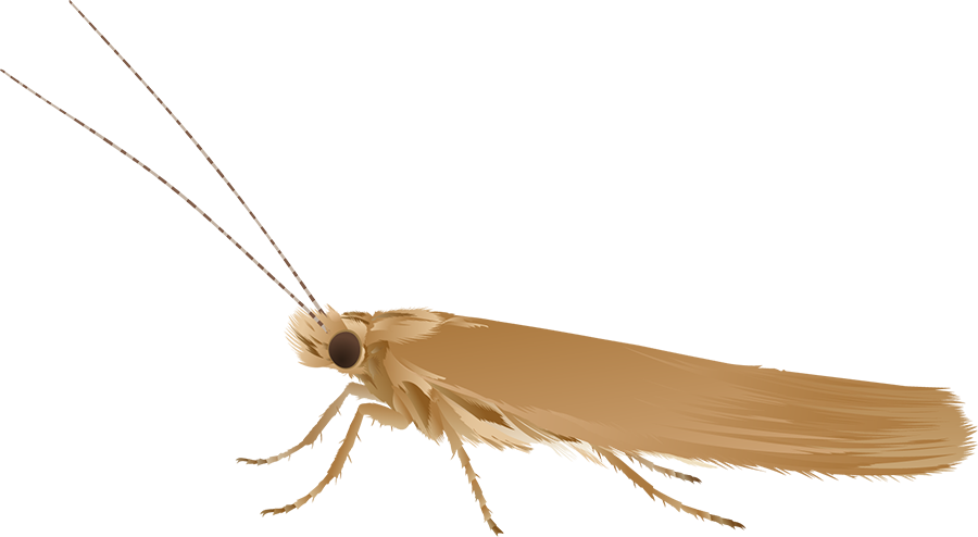 Goldilocks aster case-bearer moth