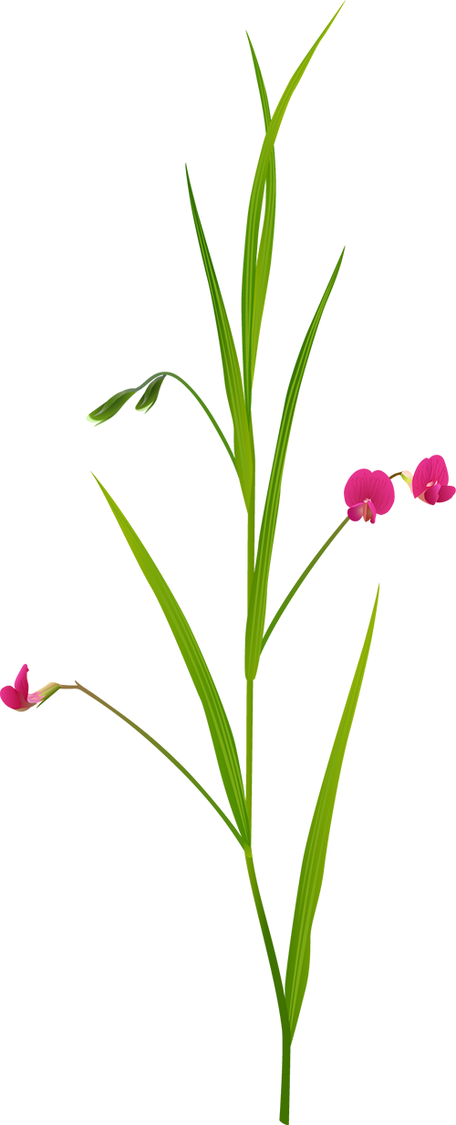 Grass vetchling