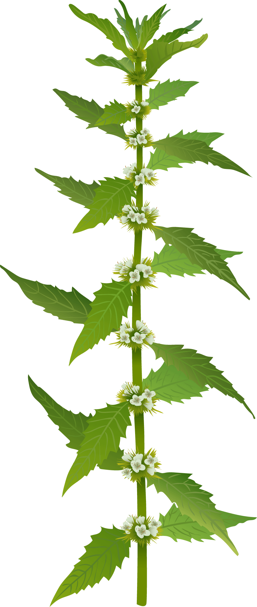 Gypsywort