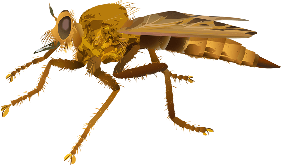 Hornet robberfly