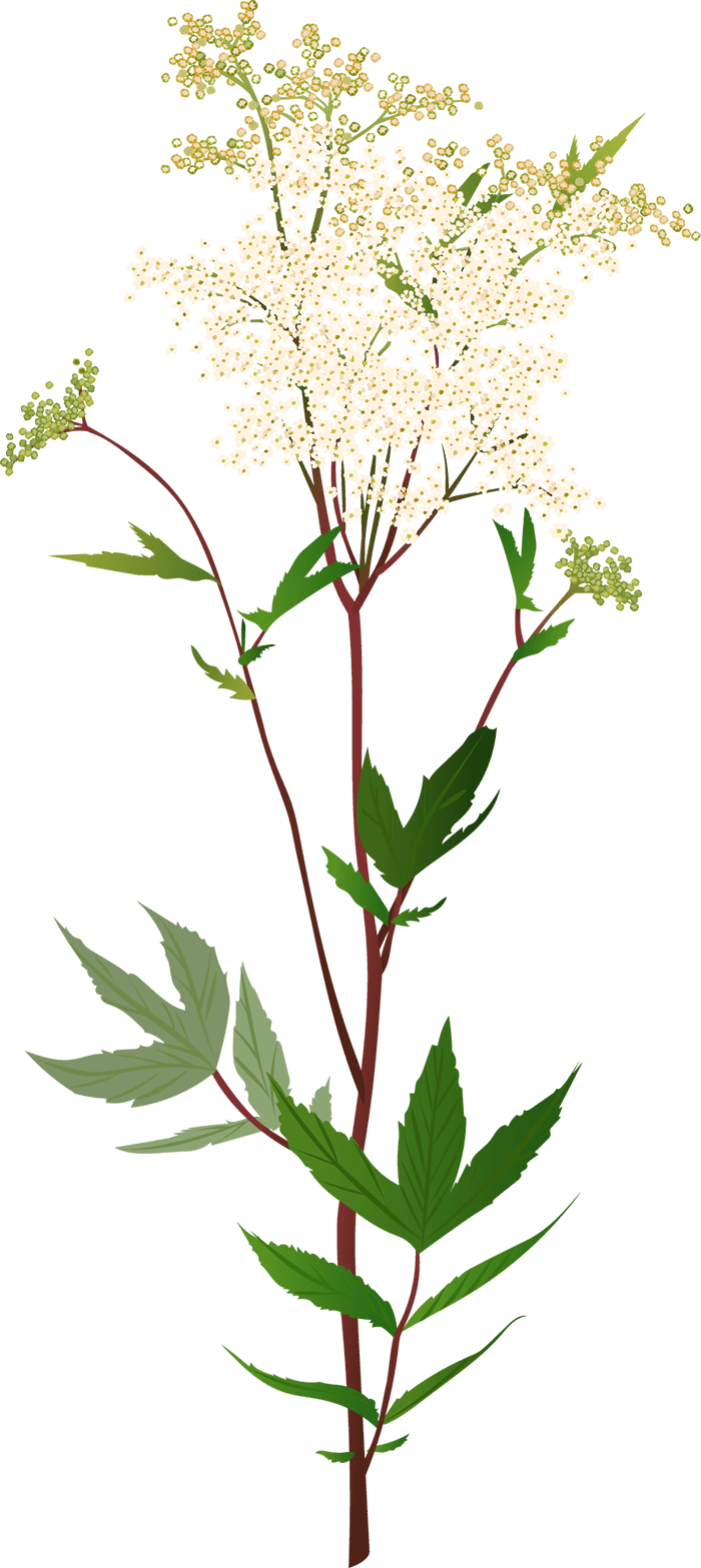 Meadowsweet