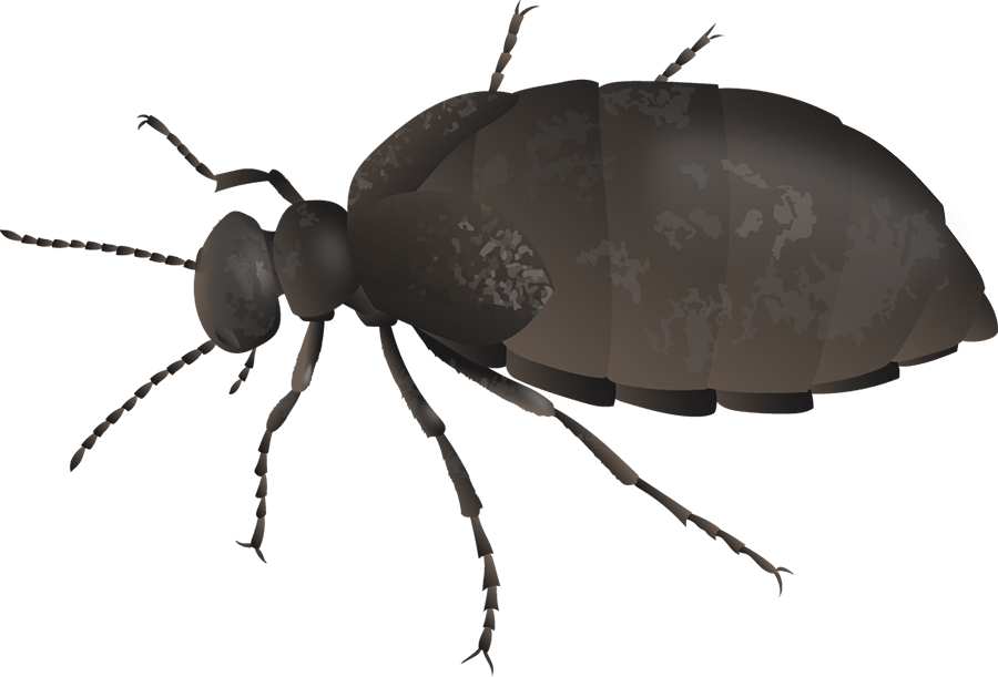 Mediterranean oil beetle