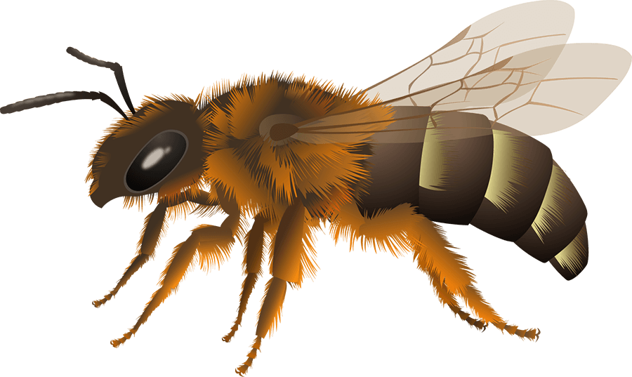 Orange-footed furrow bee
