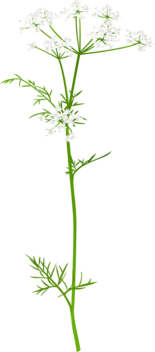 Pignut