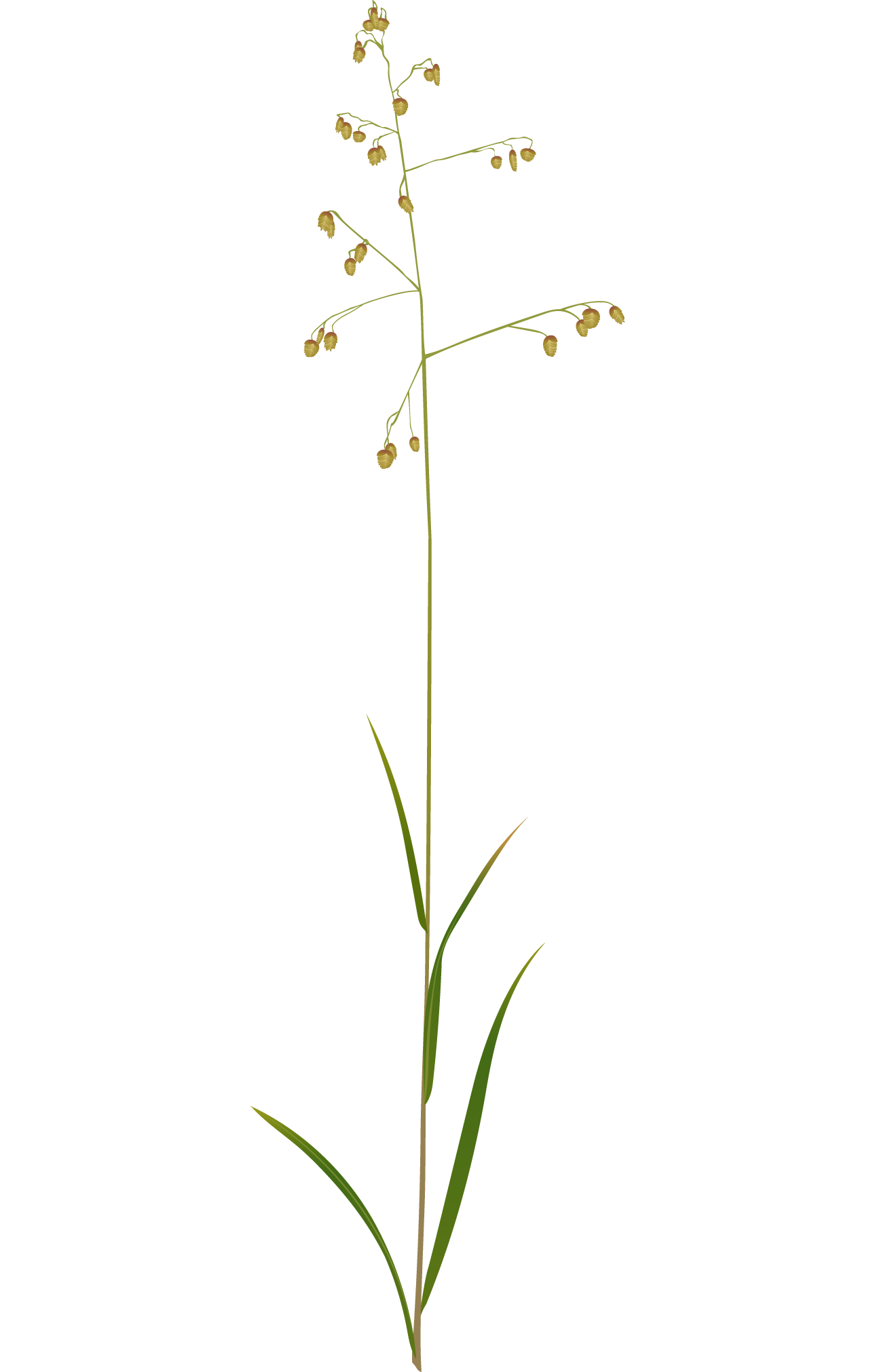 Quaking Grass