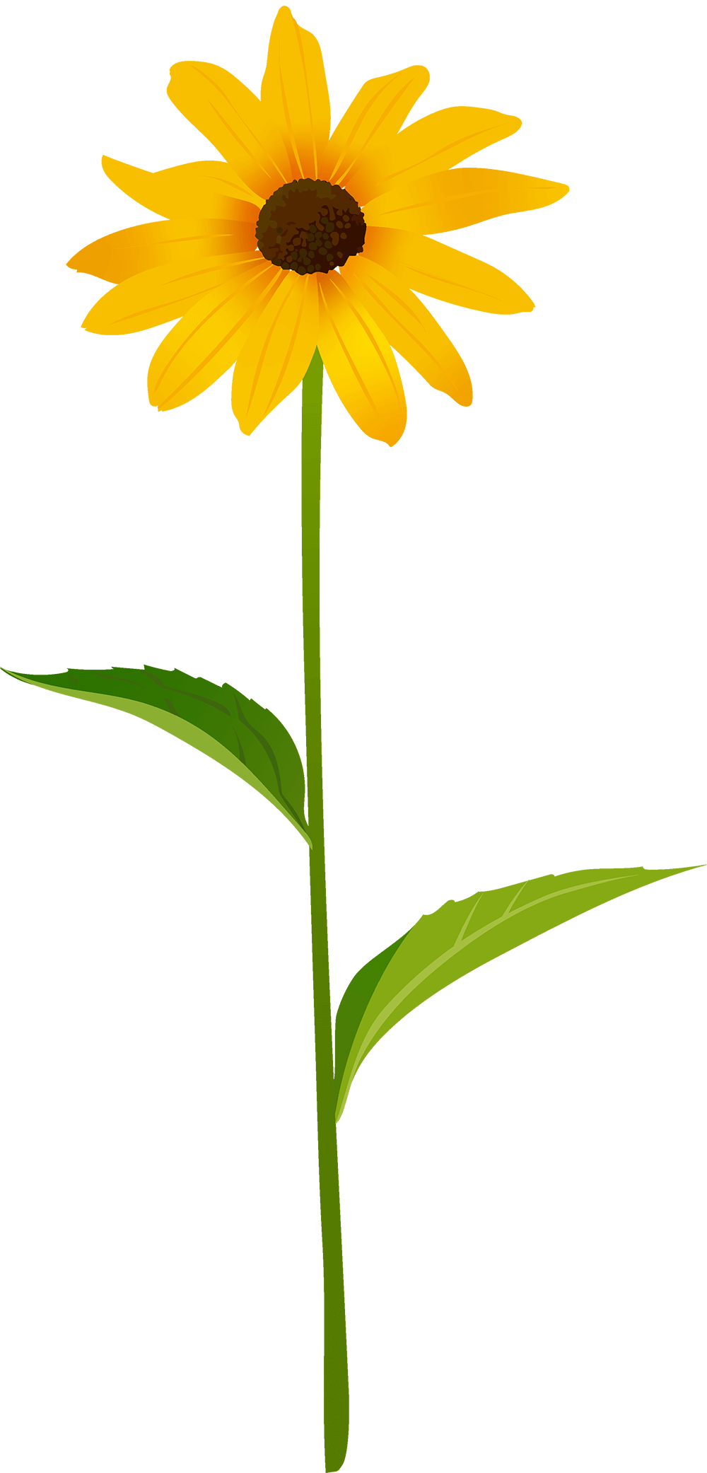 Rudbeckia