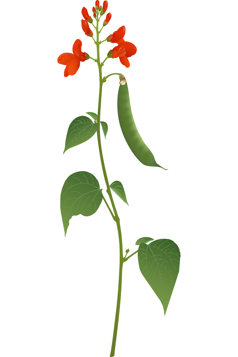 Runner Bean