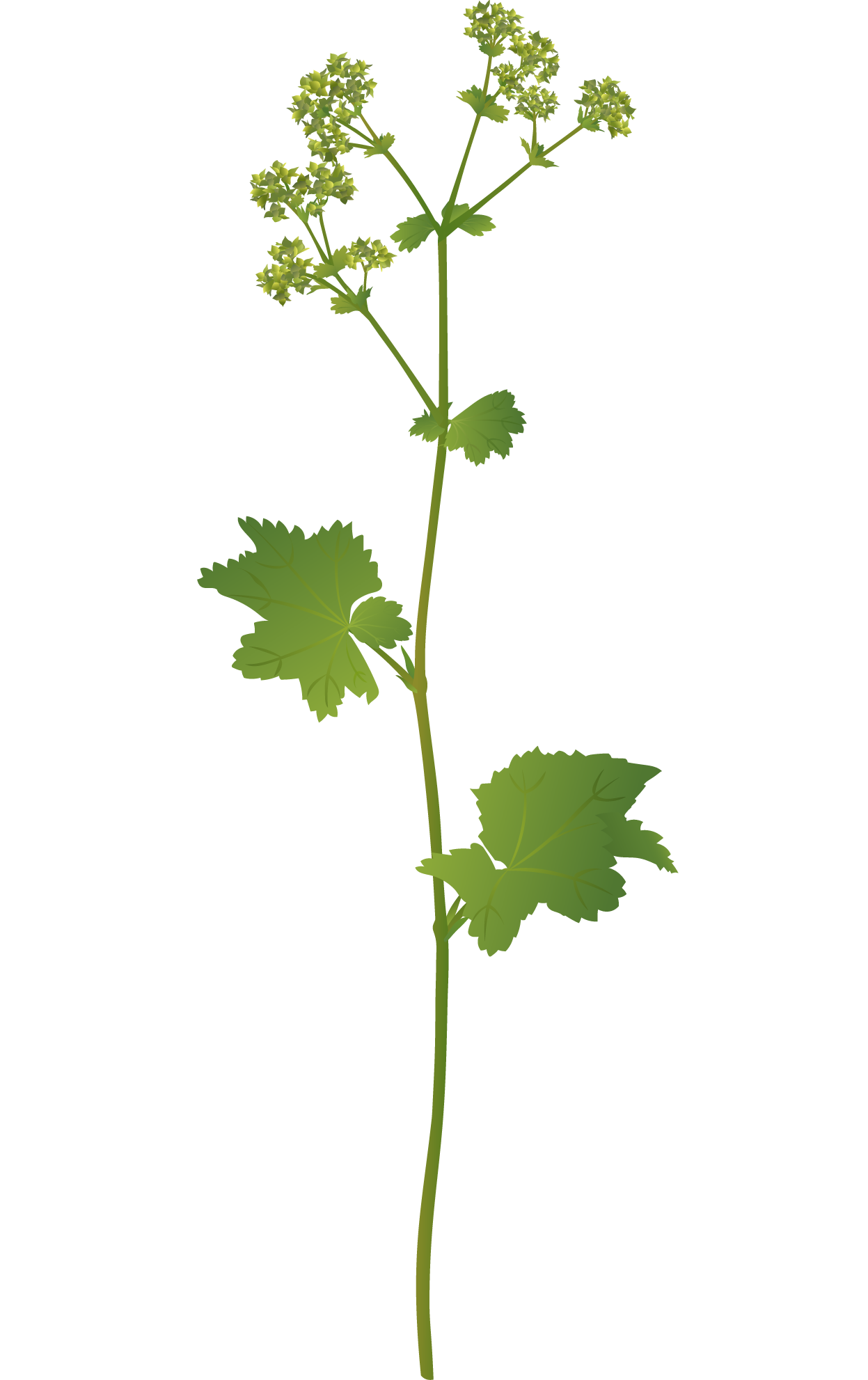 Smooth Lady’s Mantle