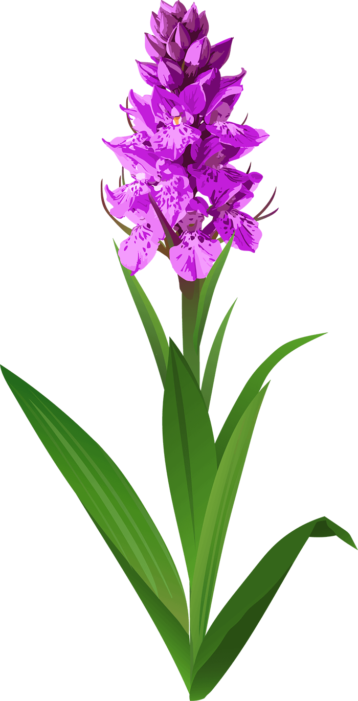 Southern marsh orchid