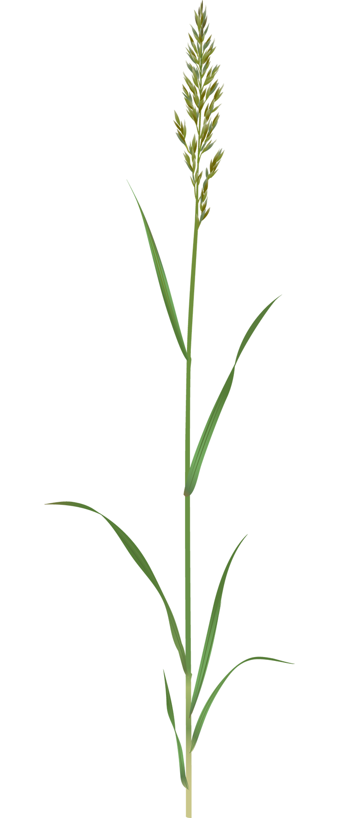Tall Fescue