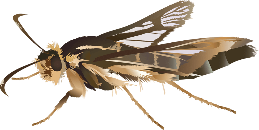 Thrift clearwing
