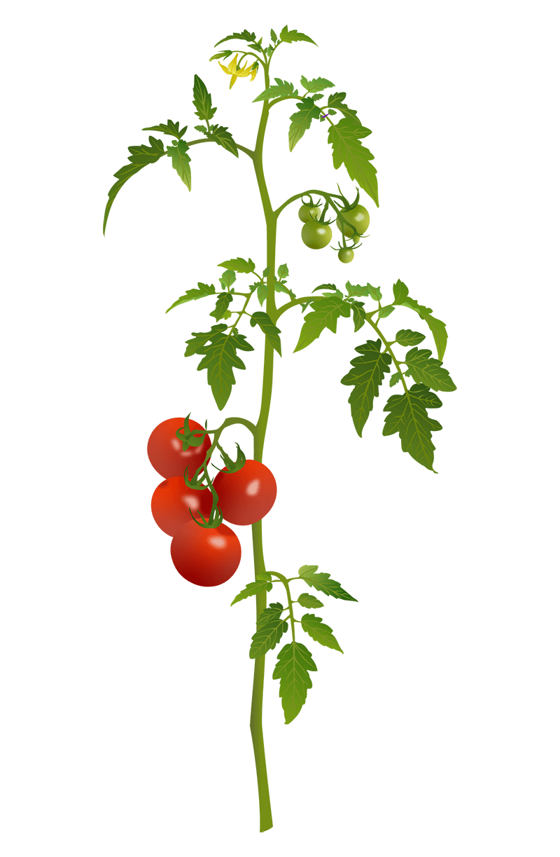Tomato