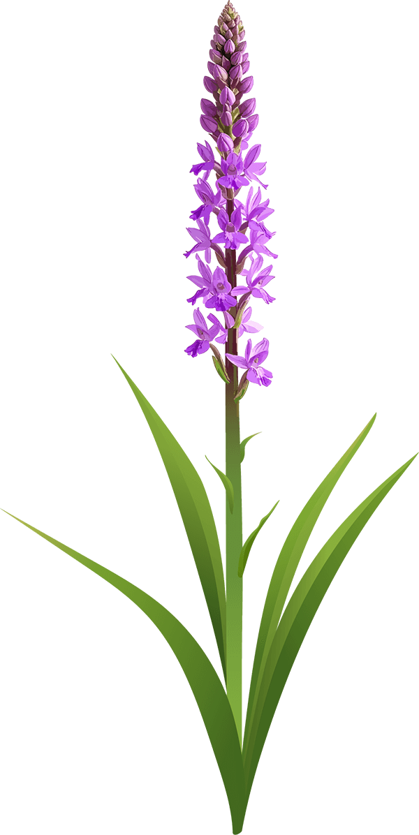 Common fragrant orchid