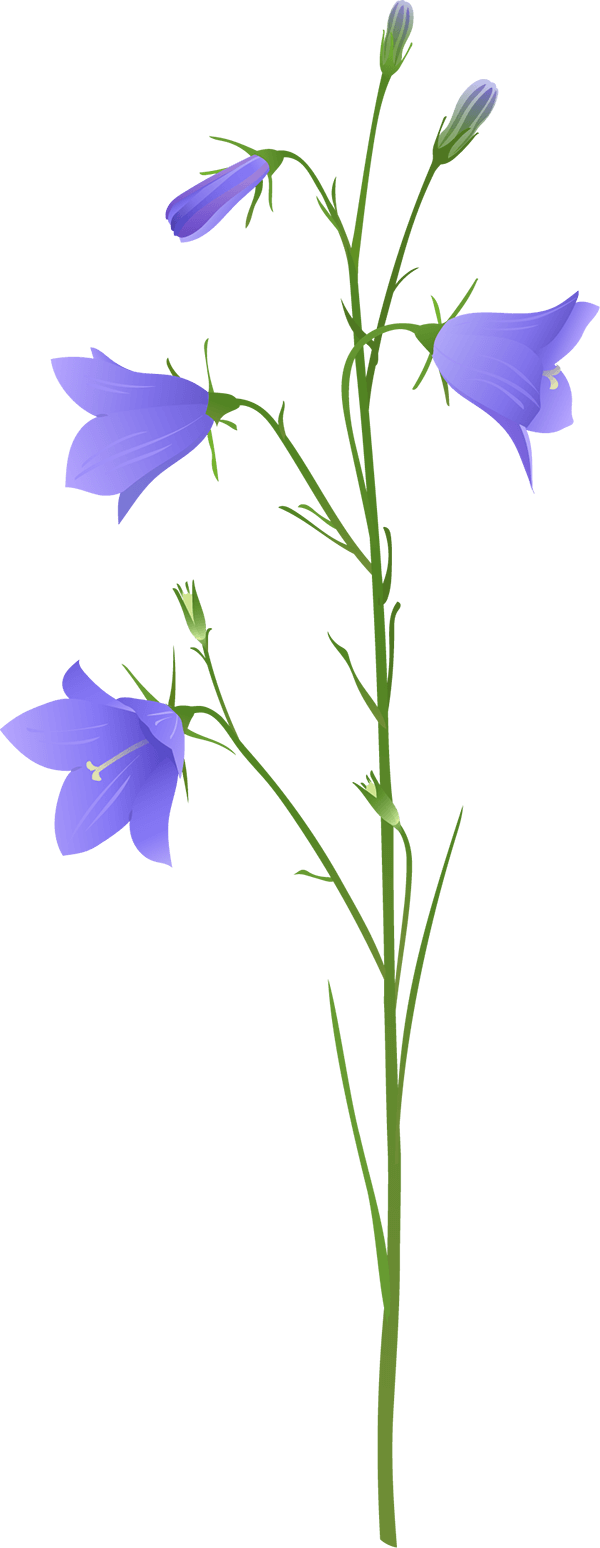Harebell
