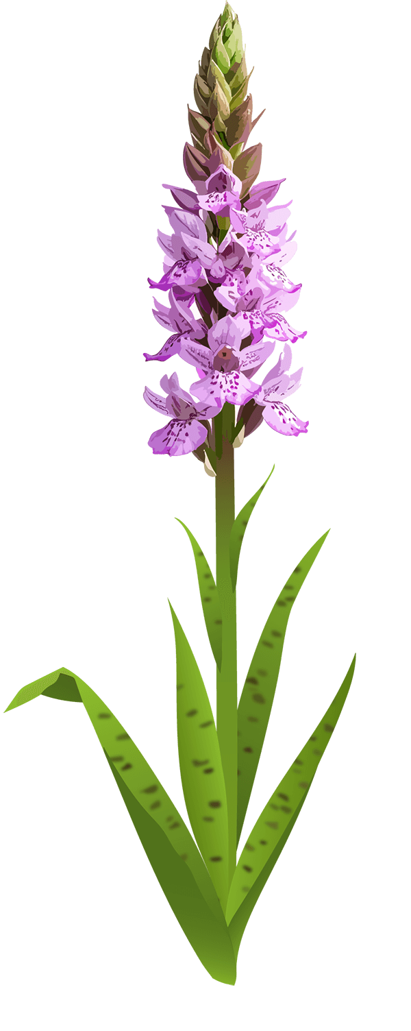 Heath spotted orchid