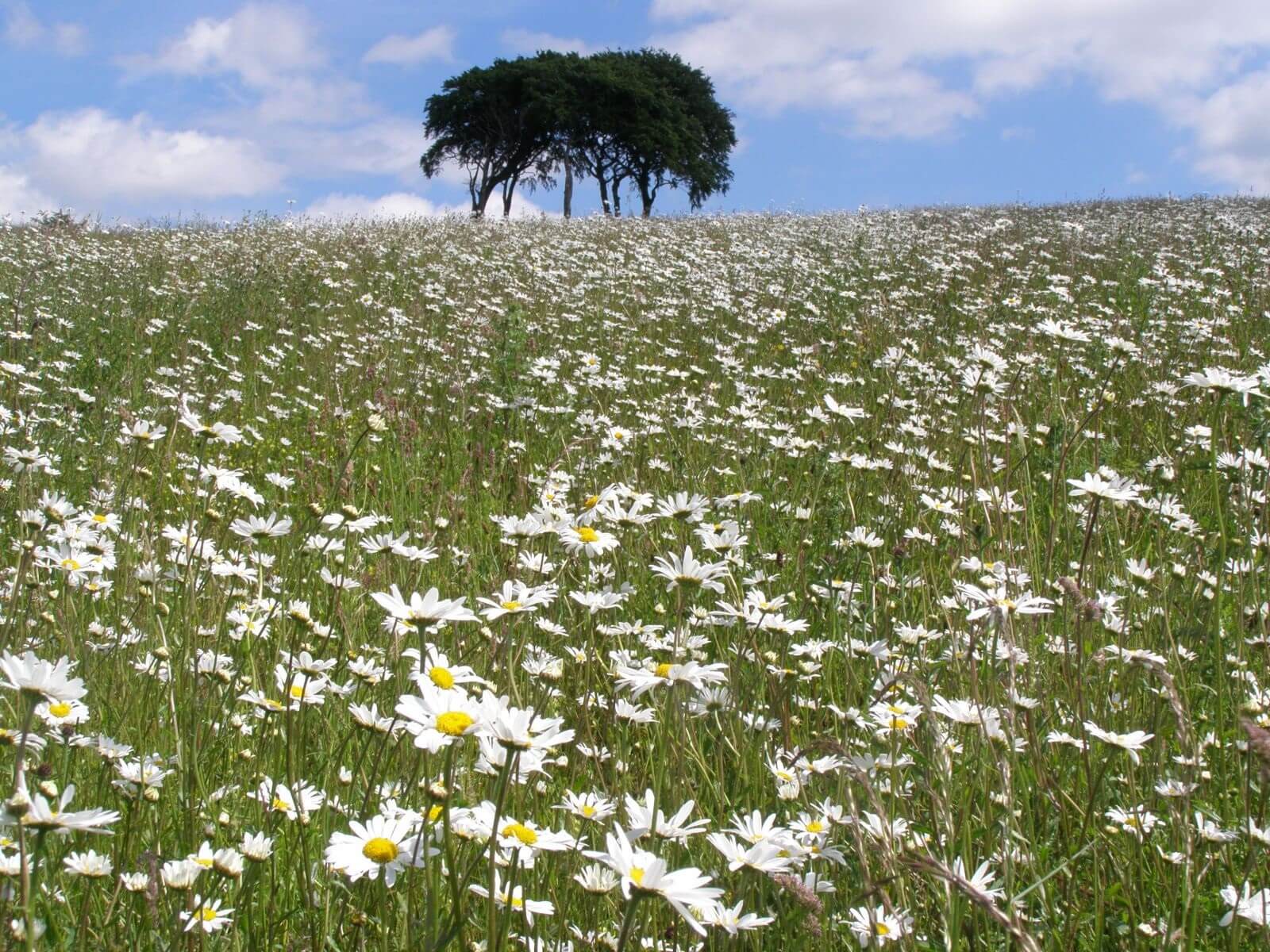 GreenTheUK and Buglife plant bline wildflower meadows across the uk 9 Gallery Buglife