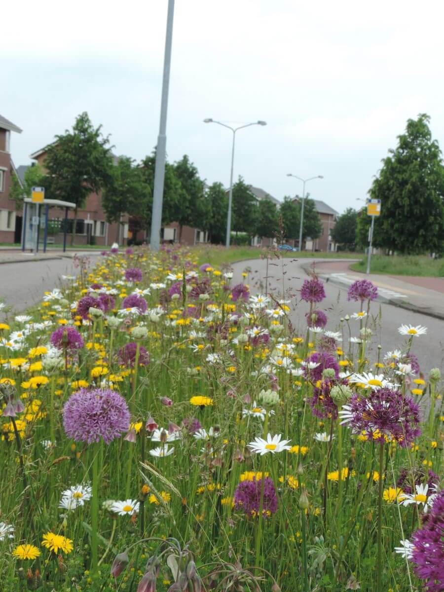 GreenTheUK and Buglife plant bline wildflower meadows across the uk 8 Gallery Buglife