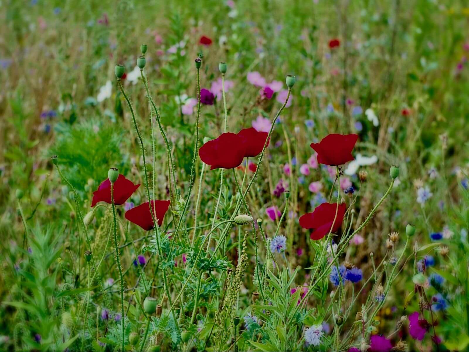 GreenTheUK and Buglife plant bline wildflower meadows across the uk 5 Gallery Buglife