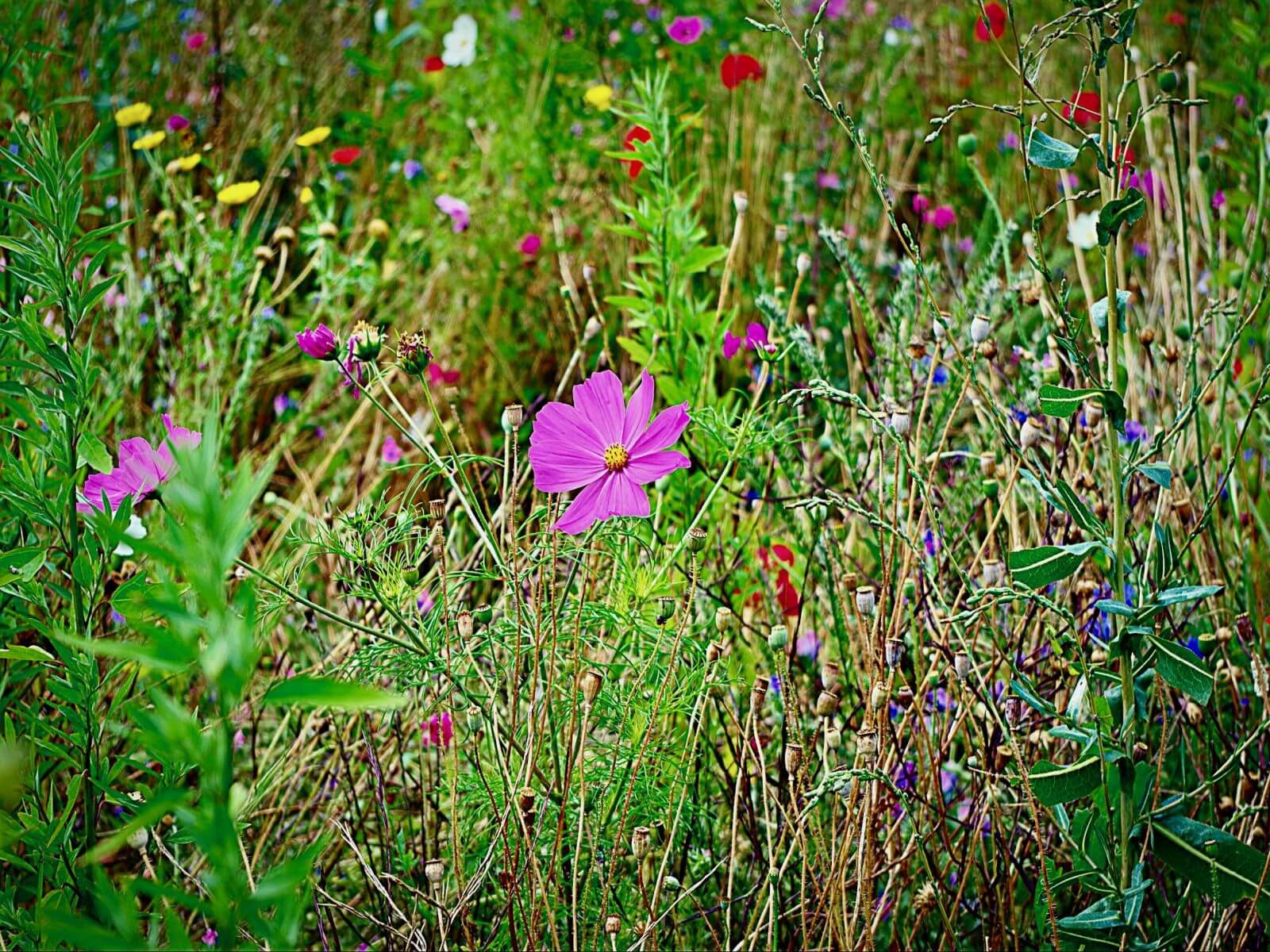 GreenTheUK and Buglife plant bline wildflower meadows across the uk 4 Gallery Buglife