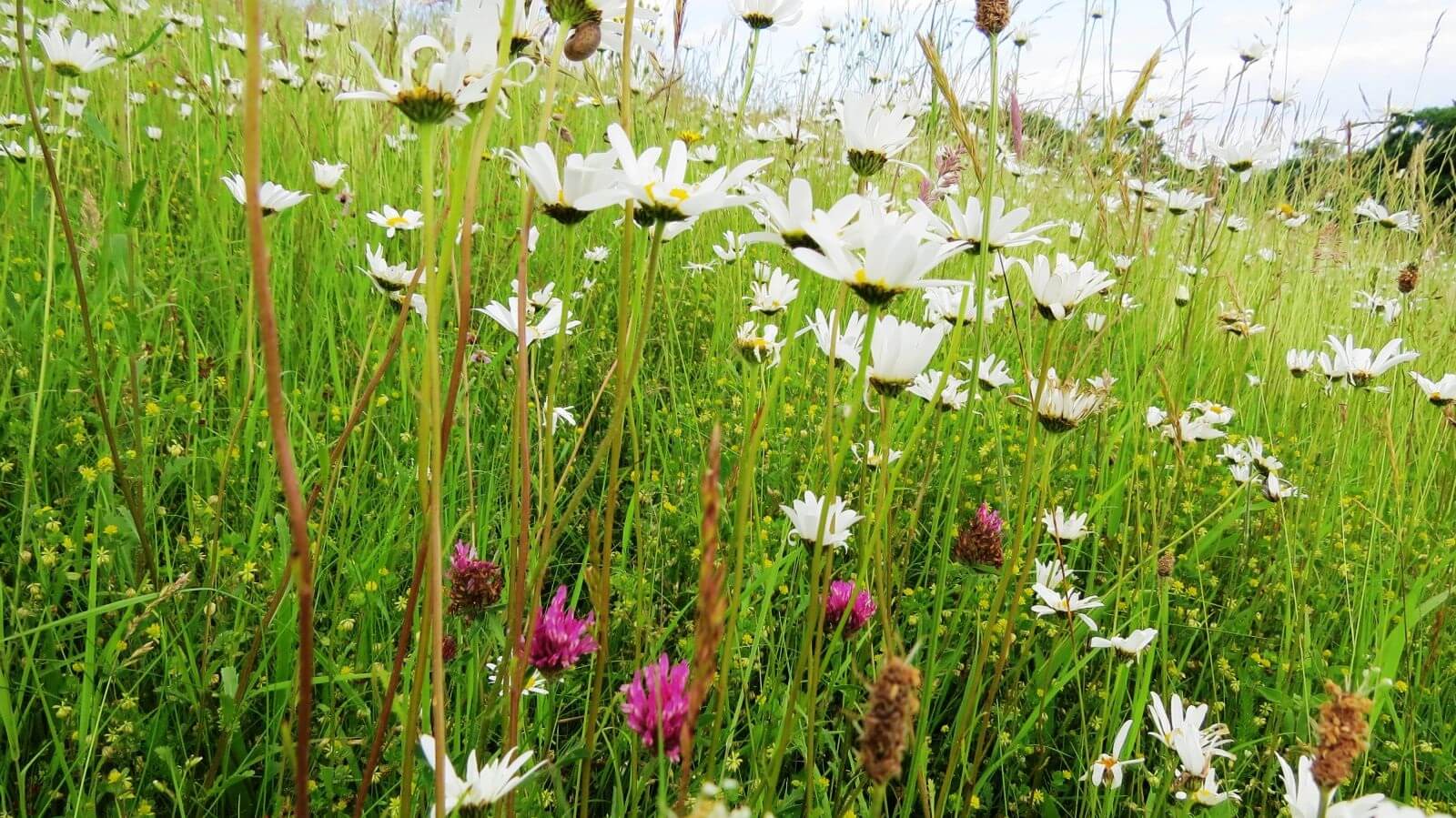 GreenTheUK and Buglife plant bline wildflower meadows across the uk 1 Gallery Buglife