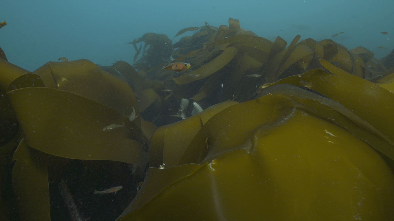 GreenTheUK Kelp Restoration with Blue Marine in Sussex 4 Gallery Blue Marine Foundation (Kelp)
