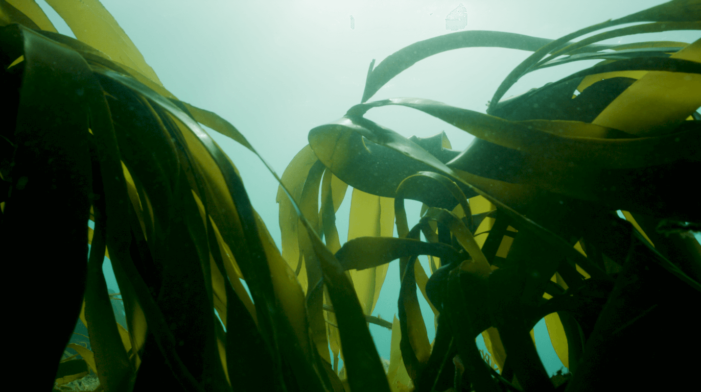 GreenTheUK Kelp Restoration with Blue Marine in Sussex 5 Gallery Blue Marine Foundation (Kelp)