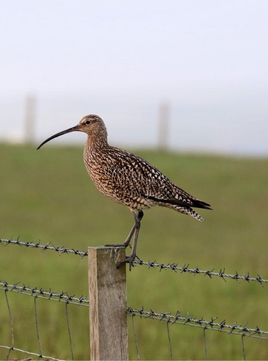 GreenTheUK conserve curlew around the UK 5 Gallery Curlew Action