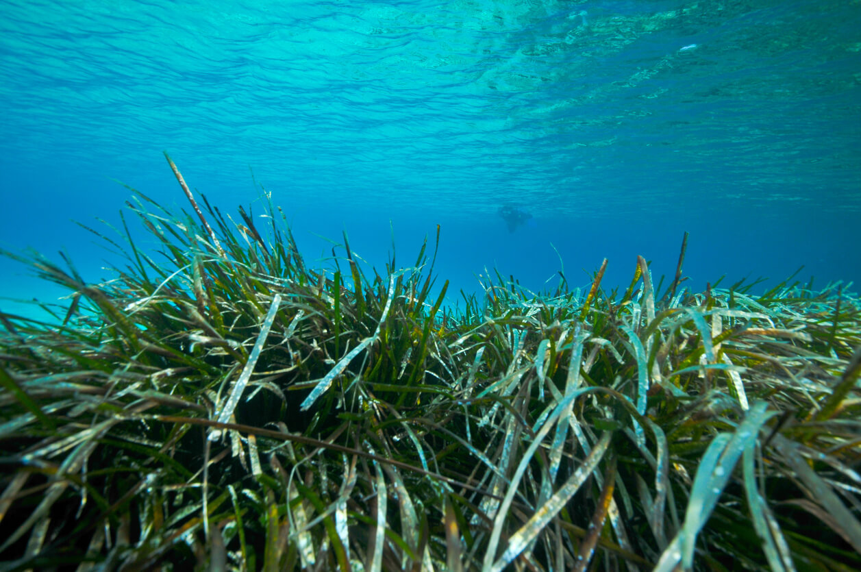 GreenTheUK restores seagrass coastlines 4